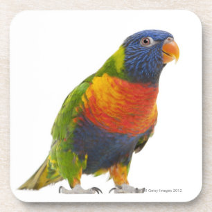 Weiblicher Regenbogen Lorikeet - Trichoglossus Untersetzer
