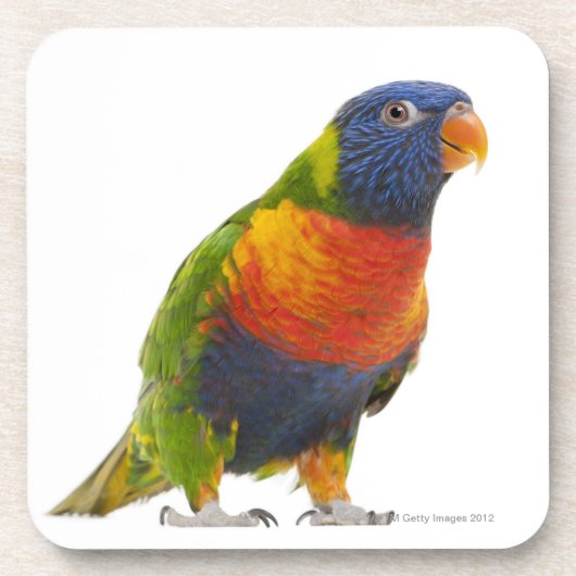 Weiblicher Regenbogen Lorikeet - Trichoglossus Untersetzer (Vorderseite)