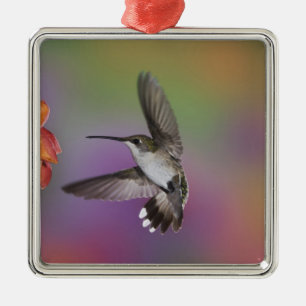 Weiblicher Rubinkehlkolibri im Flug Silbernes Ornament