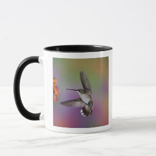 Weiblicher Rubinkehlkolibri im Flug Tasse