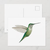 Weiblicher Rubinkehlkolibri Postkarte (Vorne/Hinten)