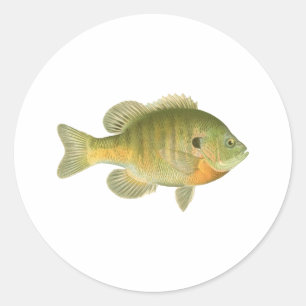 Weiblicher Sonnenfisch - Brachsen - Sunfish Runder Aufkleber