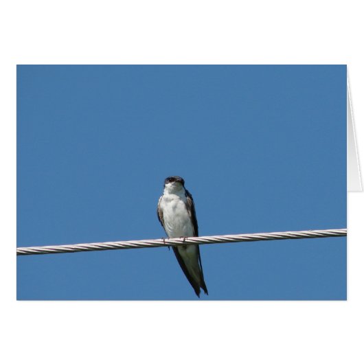 Weiblicher Stall Swallow (Vorderseite (Horizontal))