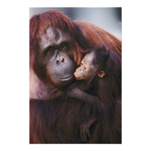 Weiblicher Sumatranischer Orang-Utan mit Baby, Pon Fotodruck