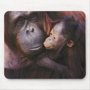 Weiblicher Sumatranischer Orang-Utan mit Baby, Pon Mousepad