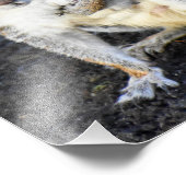 Weibliches graues Eichhörnchen Fotodruck (Ecke)