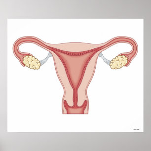 Weibliches Reproduktionssystem Poster