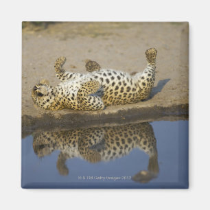 Weibliches Rollen des Leoparden (Panthera pardus) Magnet