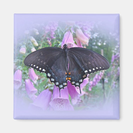 Weibliches Spicebush-Frack Butterfly Magnet (Vorne)