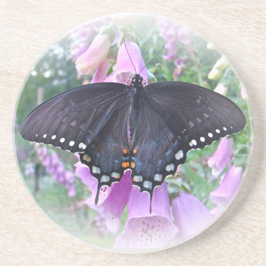 Weibliches Spicebush-Frack Butterfly Untersetzer (Vorne)