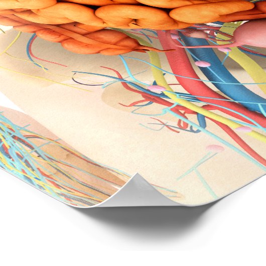 Weibliches Verdauungs- und Kreislaufsystem Poster (Ecke)