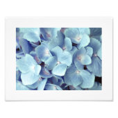 Weich blaues Hydrangea-Muster Fotodruck (Vorne)