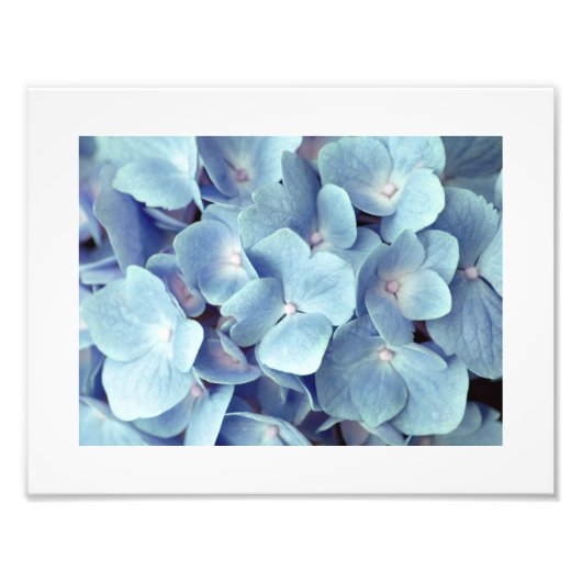 Weich blaues Hydrangea-Muster Fotodruck (Vorne)