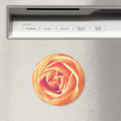 Weich orange Rose Magnet (In Situ (Geschirrspüler))