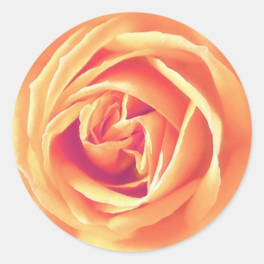 Weich orange Rose Runder Aufkleber (Vorderseite)