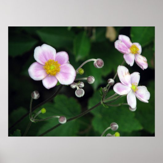 weich poster (Vorne)