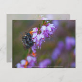 weich postkarte (Vorne/Hinten)