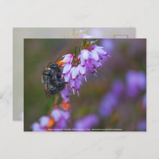 weich postkarte (Vorne/Hinten)