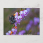 weich postkarte (Vorderseite)