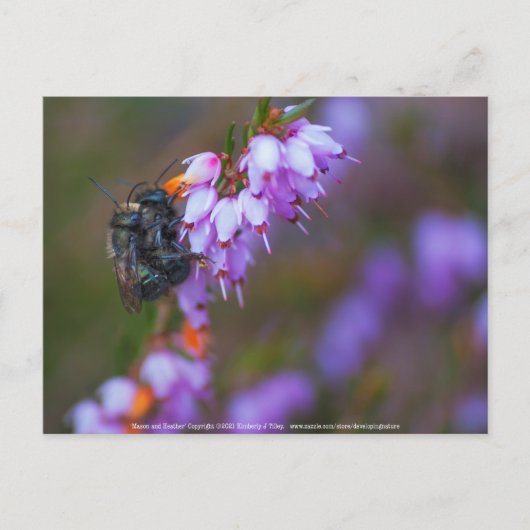 weich postkarte (Vorderseite)