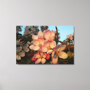 Weich rosa Apfelblüten Wrapped Canvas Print Leinwanddruck