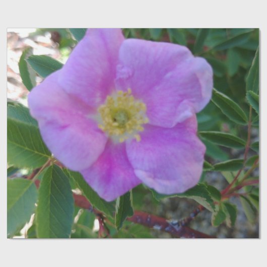 Weich rosa Blüte Geschenkpapier (Flach)