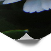 Weich rosa Chrysanthemum Poster (Ecke)