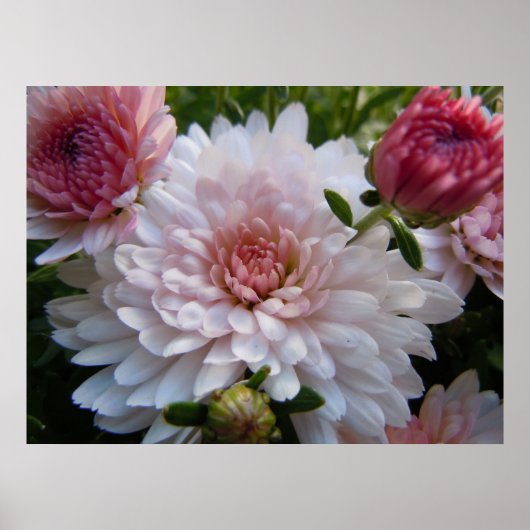 Weich rosa Chrysanthemum Poster (Vorne)