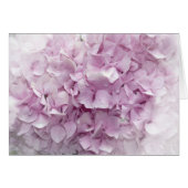 Weich rosa Hydrangea Blossom (Vorderseite (Horizontal))