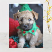 Weich überzogenes Wheaten Terrier Elf Karte (Gelbe Blume)