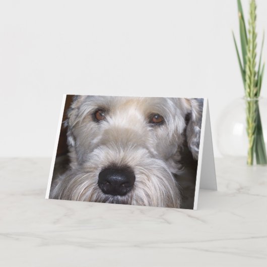 Weich überzogenes Wheaten Terrier Karte (Vorderseite)