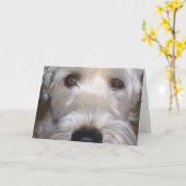 Weich überzogenes Wheaten Terrier Karte (Gelbe Blume)