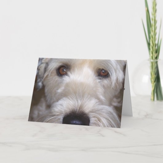 Weich überzogenes Wheaten Terrier Karte (Vorderseite)