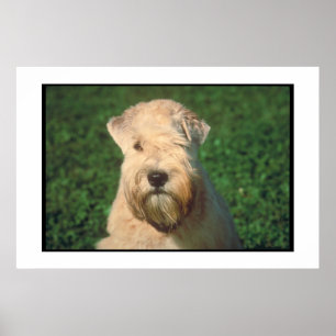 Weich überzogenes Wheaten Terrier-Plakat Poster