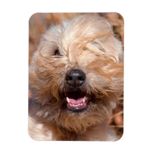 Weich überzogenes Wheaten Terrier-Porträt Magnet