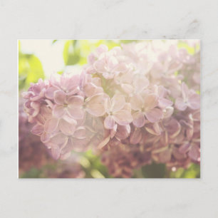 Weich und Lila Postkarte