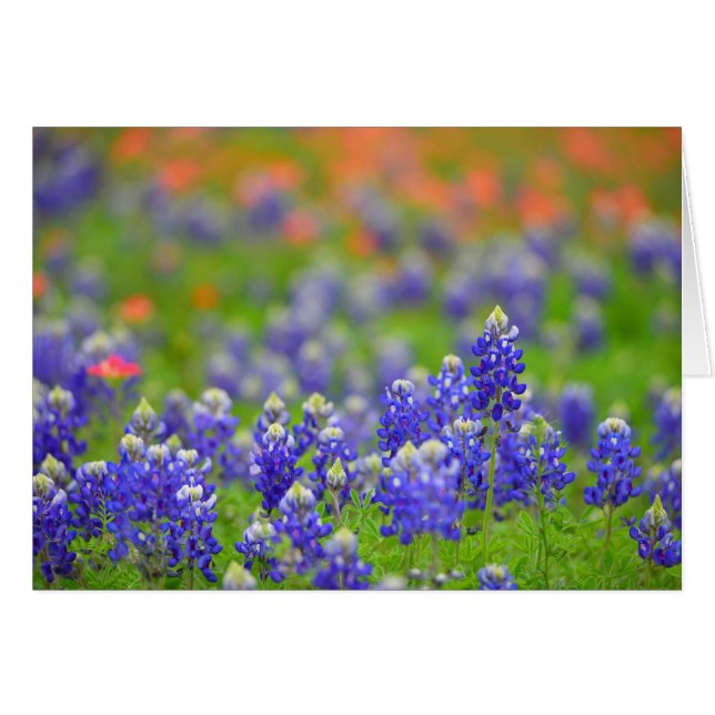 Weiche FokusBluebonnets (Vorderseite (Horizontal))