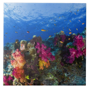 Weiche Korallen auf flachem Riff, Fidschi Fliese