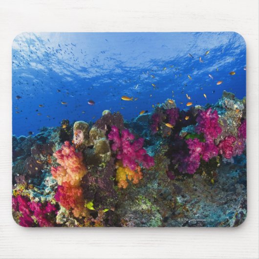 Weiche Korallen auf flachem Riff, Fidschi Mousepad (Vorne)