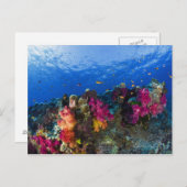 Weiche Korallen auf flachem Riff, Fidschi Postkarte (Vorne/Hinten)