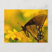 Weiche Landung Postkarte (Vorderseite)