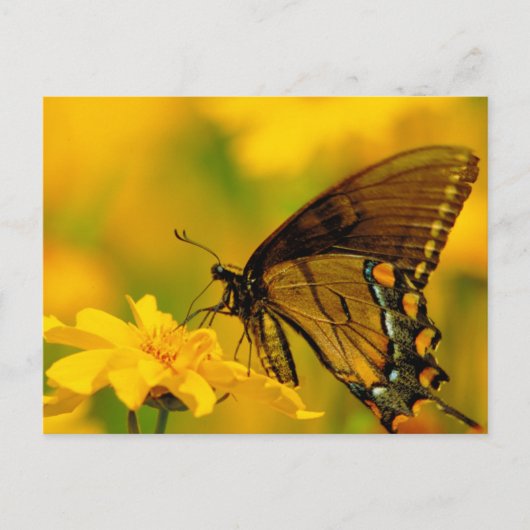 Weiche Landung Postkarte (Vorderseite)