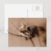 weiche Landung Postkarte (Vorne/Hinten)