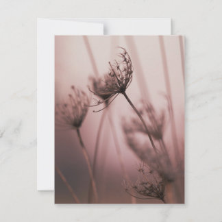 Weiche Licht Wilde Blumen Samenstände Mitteilungskarte