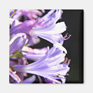 Weiche Lila Agapanthus-Blume - Lilie des Nils Magnet