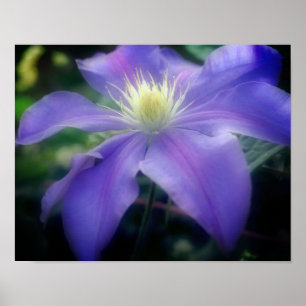 Weiche Lila Clematitis-Blume Poster