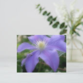 Weiche Lila Clematitis-Blume Postkarte (Stehend Vorderseite)