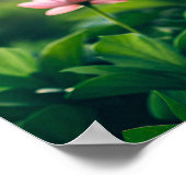 Weiche rosa Blüten Poster (Ecke)