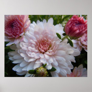 Weiche rosa Chrysantheme Poster