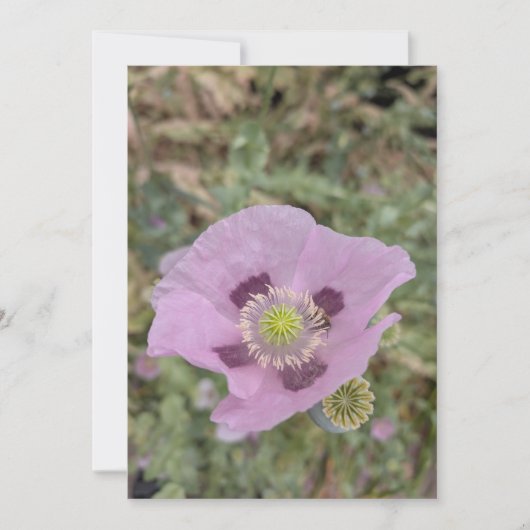 Weiche rosa Mohnblüte mit Biene Einladung (Vorderseite)